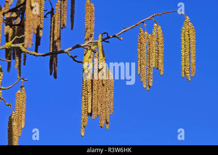 Zweig mit männlichen Blüten der Pflanze von Hazel Stockfoto