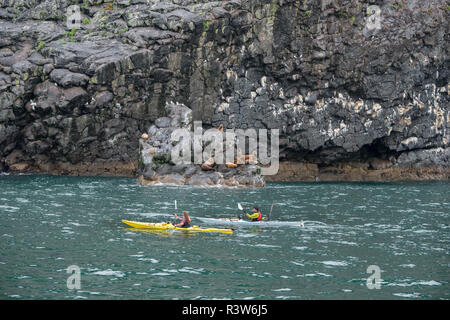 Alaska, Seward. Kenai Fjords National Park, Resurrection Bay in der Nähe von Fox Island. Steller Seelöwen (eumetopias Jubatus) auf dem Felsvorsprung mit kajakfahrer. Stockfoto