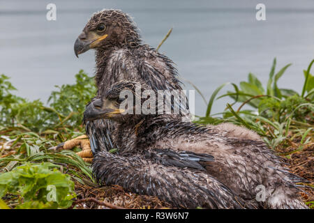 USA, Alaska, Katmai National Park, Kukak Bucht. Baby Weißkopfseeadler, Haliaeetus Leucocephalus, in ihrem Nest. Stockfoto