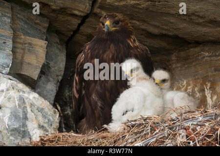 Golden Eagle mit 3 Wochen alten Küken Stockfoto