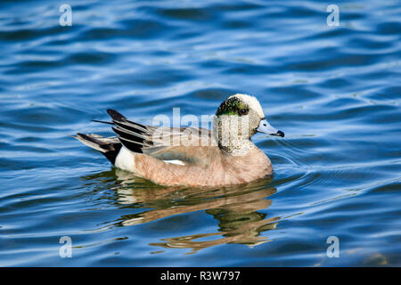 USA, Alaska. Eine männliche Amerikanische Pfeifente in der Zucht Gefieder schwimmt auf Lake Lucille. Stockfoto