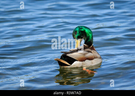 USA, Alaska. Eine männliche Stockente (Anas Platyrhynchos) preens beim Schwimmen an einem See. Stockfoto