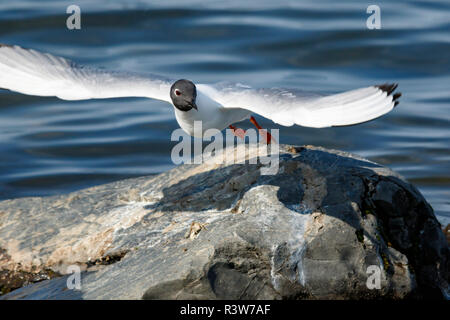 USA, Alaska. Ein Bonaparte Möwe (Chroicocephalus Philadelphia) in Zucht Gefieder nimmt Flug aus einem Felsen. Stockfoto