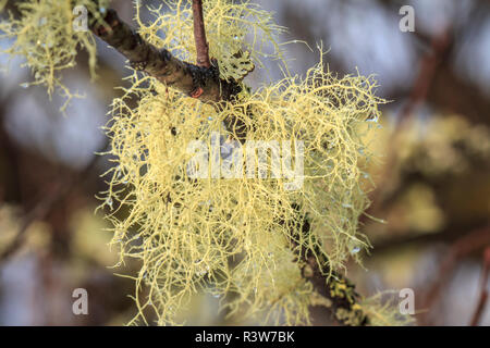 USA, Alaska. Flechten mit Wassertropfen wächst auf einem Zweig in den Regenwald. Stockfoto