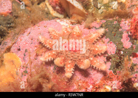 Juvenile Sunflower Sea Star (Pycnopodia helianthoides), Admiralty Island, Southeast Alaska, Inside Passage Stockfoto