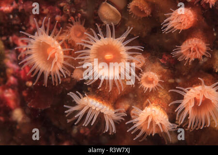 Orange Krustenanemonen (Epizoanthus scotinus), Sitka, Inside Passage, Sitka, Alaska, USA Südosten Stockfoto