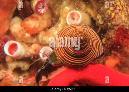 Blaue obere Schnecke (Calliostoma ligatum), Saint Lazerius Insel in der Nähe von Sitka, Alaska, USA Stockfoto