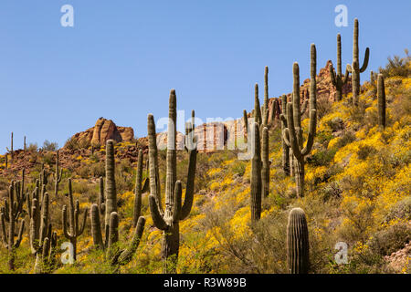 Hang des Saguaro Kaktus und spröden Pinsel Blumen, Carnegiea gigantea Stockfoto