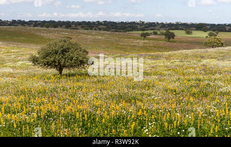 Landschaft mit wildflower Wiese in der Nähe von Mértola im Naturpark Parque Natural do Vale do Guadiana, Portugal, Alentejo Stockfoto