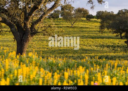 Landschaft mit wildflower Wiese in der Nähe von Mértola im Naturpark Parque Natural do Vale do Guadiana, Portugal, Alentejo Stockfoto