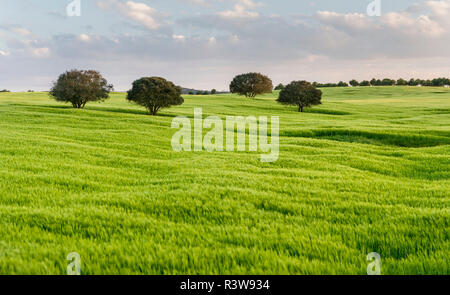 Landschaft mit Feldern von Korn in der Nähe von Mértola im Naturpark Parque Natural do Vale do Guadiana, Portugal, Alentejo Stockfoto