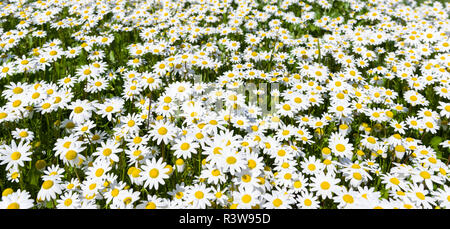 Geruchlos false (mayweed Geruchlos wilde Kamille, baldr's Stirn, Tripleurospermum maritimum), Wiese in der Nähe von Ohrid. Portugal Stockfoto