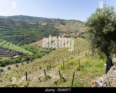 Weinberge in der Nähe von Casais do Douro. Es ist das Weinbaugebiet Alto Douro und als UNESCO-Weltkulturerbe. Portugal Stockfoto