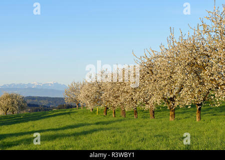 Schweiz, blühende Kirschbäume auf einer Wiese mit Blick auf die Alpen Stockfoto