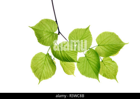 Lime Tree, Tilia spec., Blätter gegen den weißen Hintergrund Stockfoto