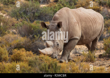 Südafrika, Touws River, Cape Town, Aquila Private Game Reserve, Rhino, Rhinoceros Stockfoto