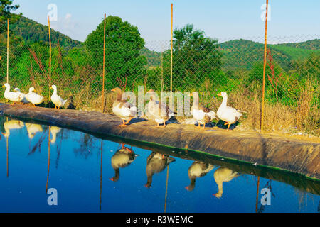 Hausgänse innerhalb des eingezäunten Bereich mit dem Pool zum Schwimmen auf Land Bauernhof Stockfoto
