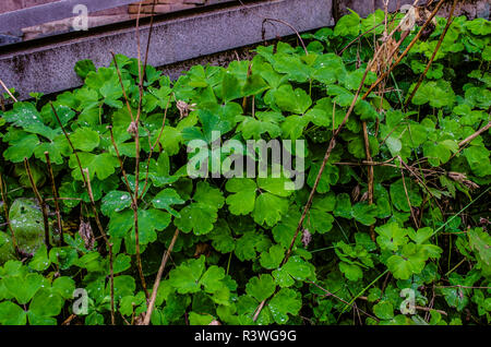 Landschaft Design mit hellen grünen Blätter von Oxalis, bedeckt mit Tau, neben dem Fußweg Stockfoto