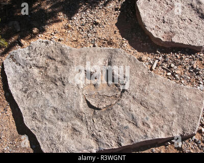 USA, Arizona, Cameron, Navajo National Monument, Dinosaur Footprint Stockfoto