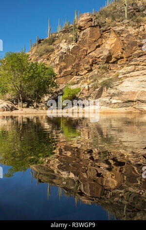 USA, Arizona, Sonoran Wüste. Teich in Sabino Canyon Erholungsgebiet. Kredit als, Cathy & Gordon Illg/Jaynes Galerie/DanitaDelimont.com