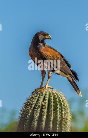 USA, Arizona, Arizona-Sonora Desert Museum. Harris Hawk auf Kakteen. Kredit als, Cathy & Gordon Illg/Jaynes Galerie/DanitaDelimont.com Stockfoto