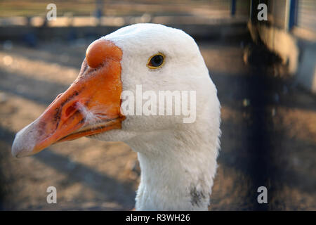 Weiße Gans auf dem Bauernhof. Gans in offenen Pen Stockfoto