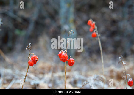 Rote Waldbeeren, Ende Herbst closeup, selektiver Fokus Stockfoto