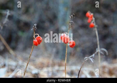 Rote Waldbeeren, Ende Herbst closeup, selektiver Fokus Stockfoto