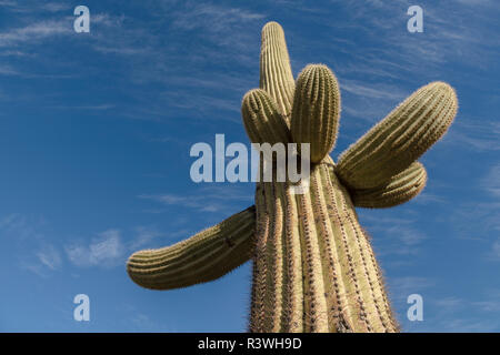 Arizona. Gigantischen Saguaro, Carnegiea Gigantea, erreicht in den Himmel. Stockfoto