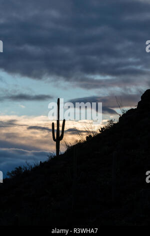 Arizona. Einen gigantischen Saguaro, Carnegiea Gigantea, steht gegen eine stürmische Dämmerung Himmel im Saguaro National Park. Stockfoto