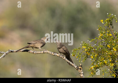 Arizona. Zwei Kurve-billed Thrashers, Toxostoma curvirostre, kreischen an einander auf einem Zweig eines Busches. Stockfoto