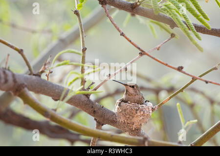 Weibliche Costa's Kolibri (calypte costae), sitzen auf ihrem Nest, in einem Palo Verde Baum, Arizona. Stockfoto