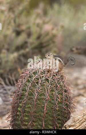 Ein Harris' Antelope Eichhörnchen, (Ammospermophilus harrisii), klettert oben für ein Barrel Kaktus auf der Suche nach der Nahrung sind, Arizona. Stockfoto