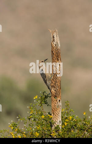 Gila Woodpecker, (Melanerpes uropygialis), auf einem toten Cholla Cactus trunk, Arizona thront. Stockfoto