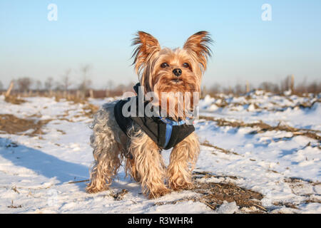 Yorkshire Terrier tragen Sie eine Schicht auf einem sonnigen Wintertag Stockfoto