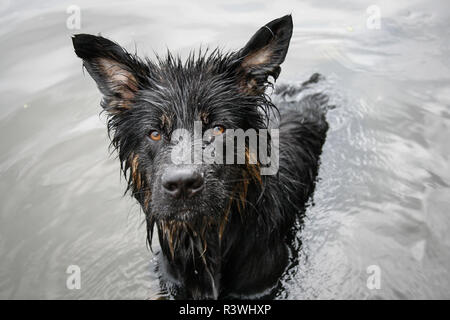 Junge alte Deutsche Schäferhund im Wasser Stockfoto