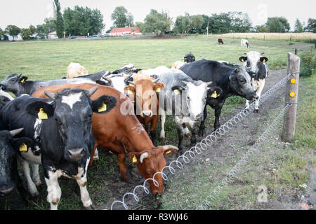 Herde von Milchkühen [Bos primigenius Taurus] in freier Bereich Stockfoto