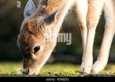Beweidung Damwild fawn Stockfoto