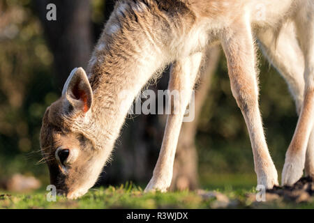 Beweidung Damwild fawn Stockfoto