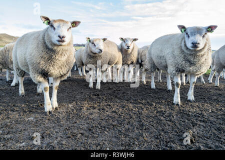 Schafe auf der holländischen Insel Texel Stockfoto