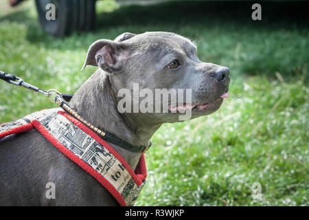 Blau Staffordshire Bull Terrier auf einer Hundeausstellung tragen ein Halsband und einem Gewicht ziehen, Kabelbaum Stockfoto