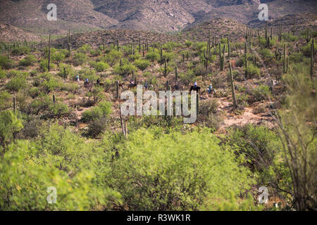 Usa, Arizona, Tucson, Tanque Verde Ranch, Trail Ride Stockfoto