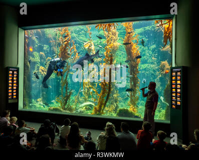 USA, California, La Jolla. Pädagogische Dive Show im Giant kelp Forest Tank an der Birch Aquarium (Redaktionelle nur verwenden) Stockfoto