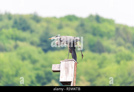 Ein Great Blue Heron Balancing auf einem Vogelhaus und Stretching. Stockfoto