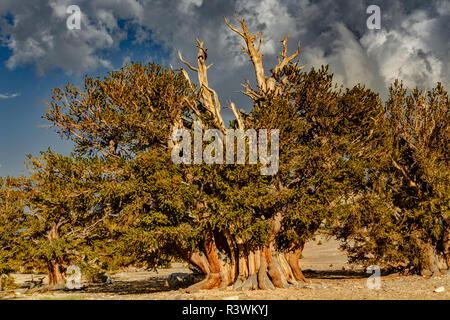 Ancient bristlecone Pine, weiße Berge, Inyo County, Kalifornien. Great Basin Wüste, Pinus Longaeva, Great Basin National Park Stockfoto