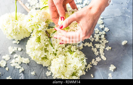 Schöne Frau Hände halten weiße Viburnum opulus 'Roseum' Blumen Stockfoto