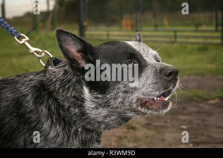 Schwarz gefleckt Australian Cattle Dog barking an der Leine Stockfoto