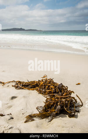 USA Kalifornien. Ohne Wasser kein Leben, Kalifornien Dürre Expedition 5. Carmel Beach, Kelp Stockfoto