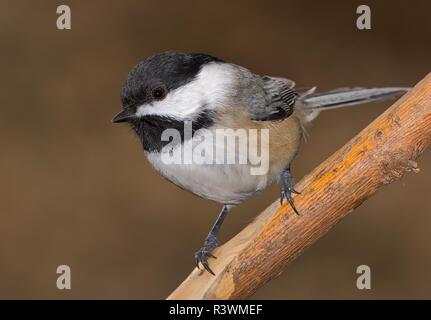 In der Nähe von Schwarzen capped chickadee Stockfoto