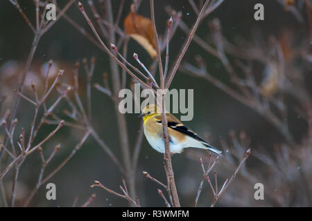 Eine amerikanische Goldfinch thront in einem Baum mit Schneeflocken leicht fallen. Stockfoto